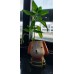 Beautiful Gang Cartoon Resin Planters Home Decor Set of 12